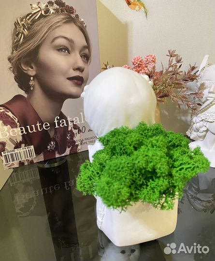 Мох стабилизированный в кашпо новое