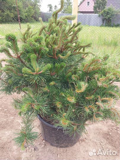 Редкие растения для сада