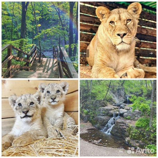3 в 1. Белый Лев, Кравцовские вод, Земля Леопарда