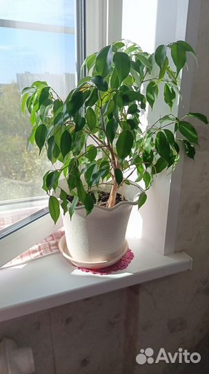 Комнатные растения большие