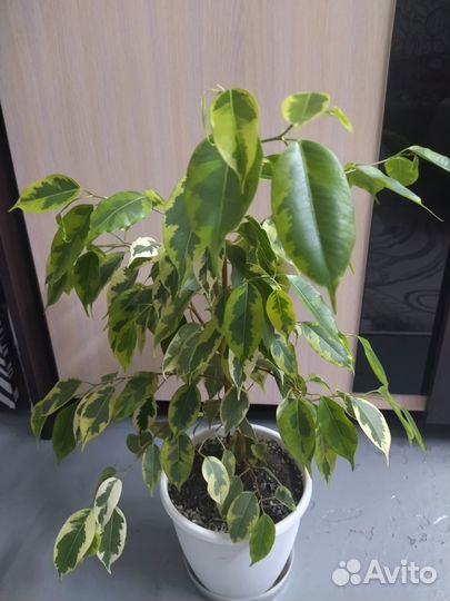 Фикус бенджамина