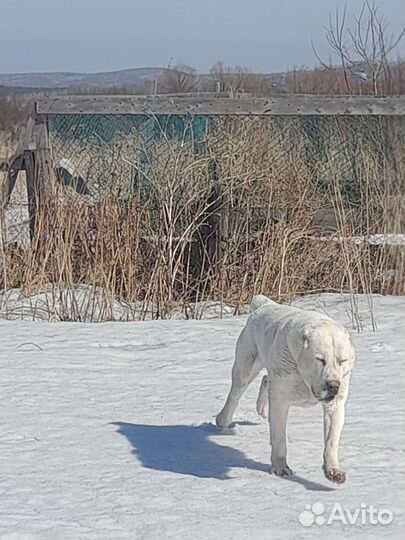 Вязка алабай