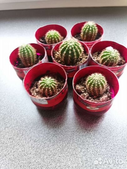 Кактусы дети цветущего кактуса