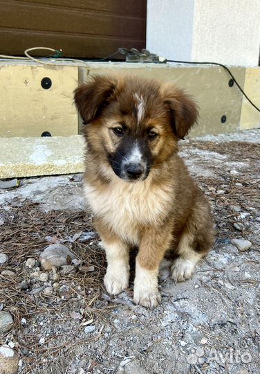 Щенки бесплатно