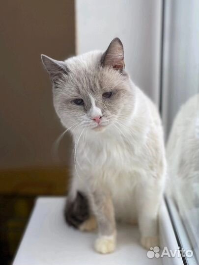 Кот Маркиз