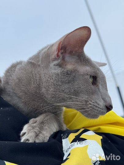 Семья ориенталов