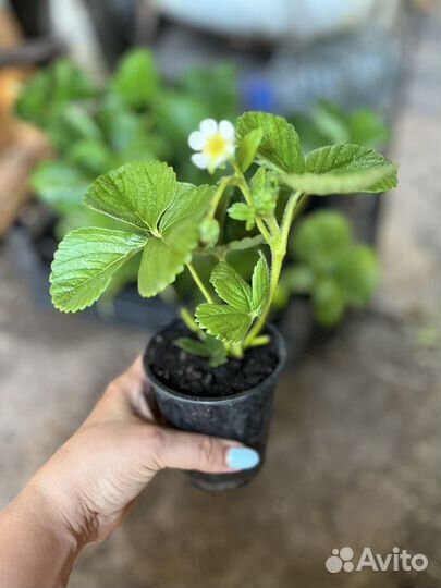 Рассада ремонтантной клубники в стаканах