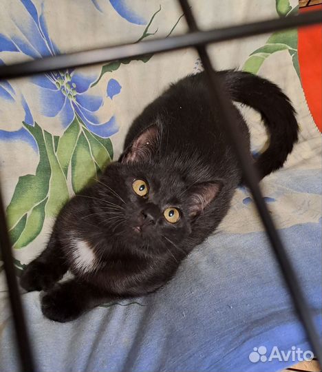 Котенок девочка 4 месяца