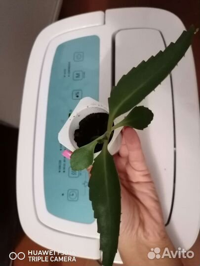 Каланхоэ лечебное