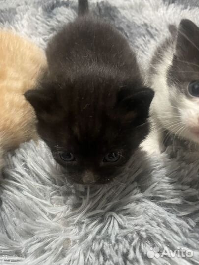 Котята в добрые руки даром