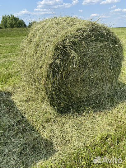 Сено луговое (2023 года)с доставкой