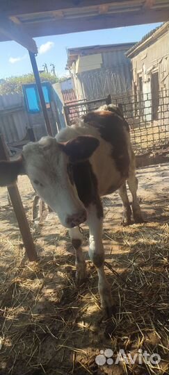 Корова телка