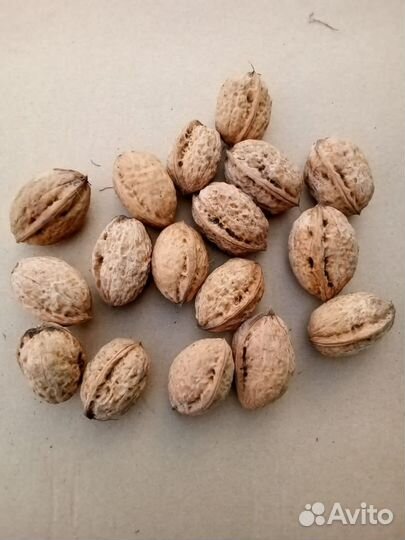 Продам грецкий орех и саженцы грецкого ореха