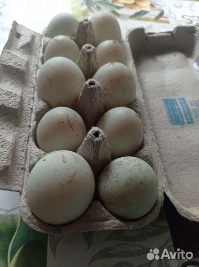 Продаю Яйцо утиное