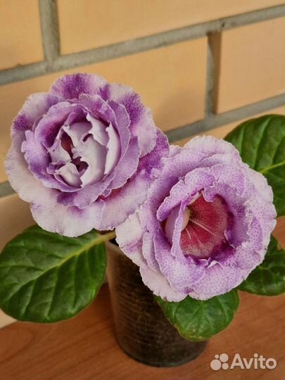 Глоксиния клубни и семена