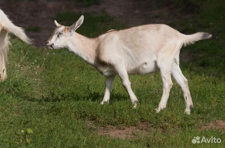 Козлята