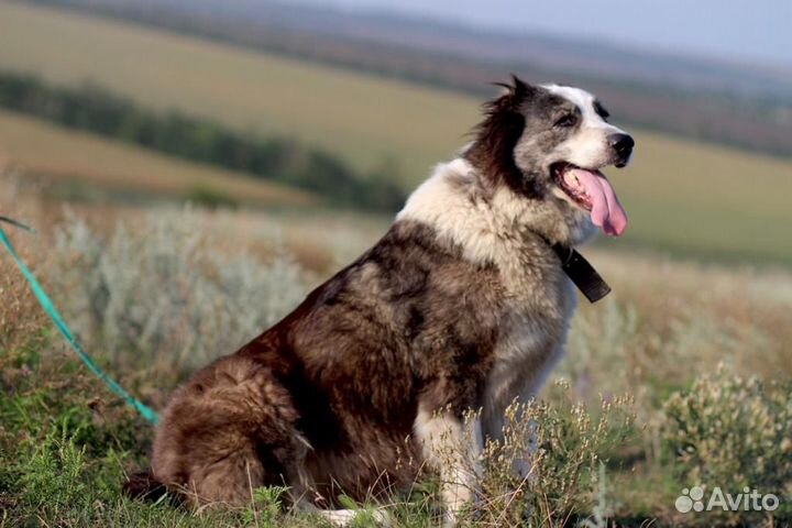 Ищет дом замечательная Собака Герда