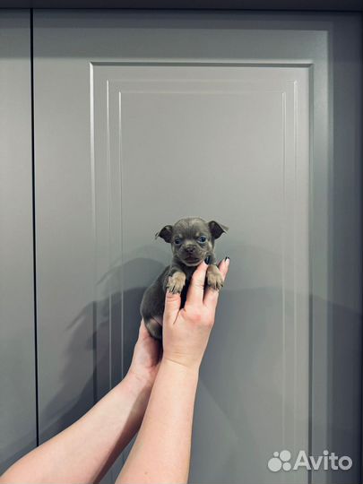 Чихуахуа мини