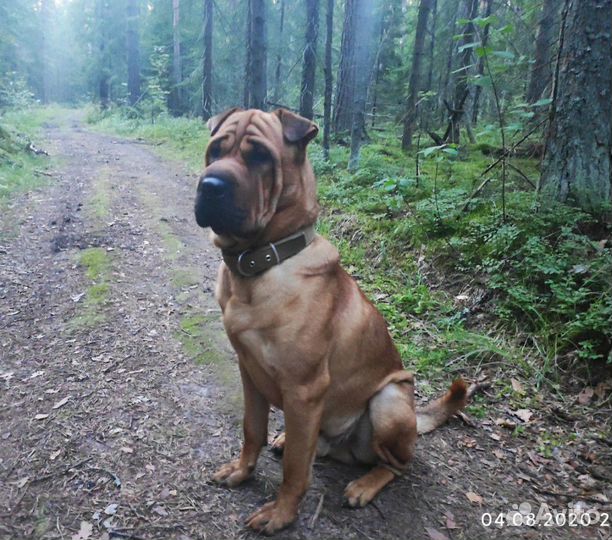 Шарпей вязка