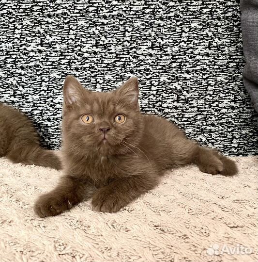 Британские шоколадные котята