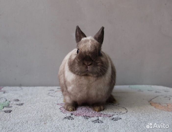 Кролик карликовый