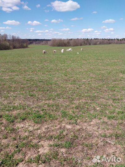 Козье молоко, творог, сыр в Подмосковье