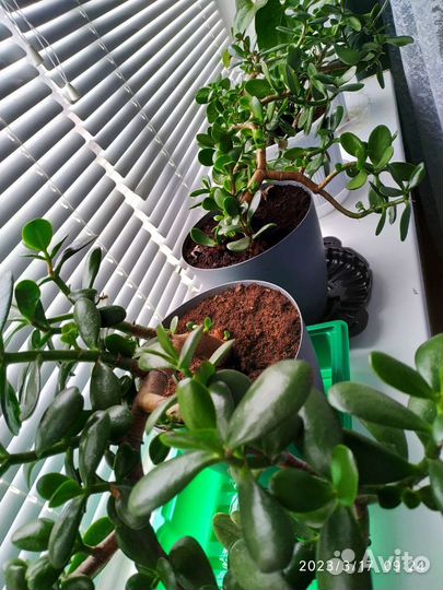 Денежное дерево