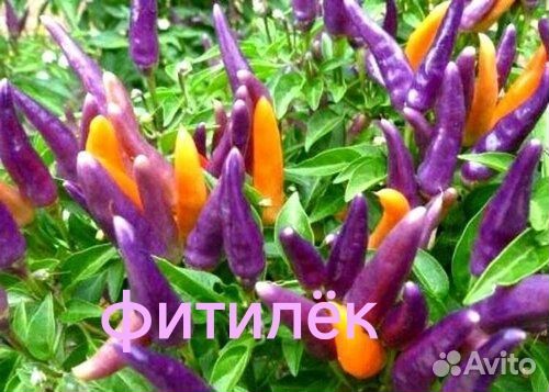 Рассада: перец, острый