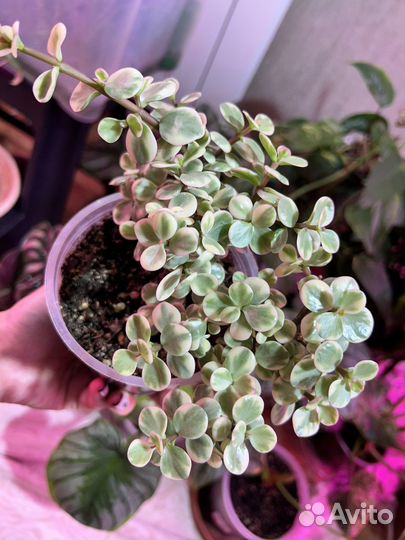 Портулакария афра вариегатная