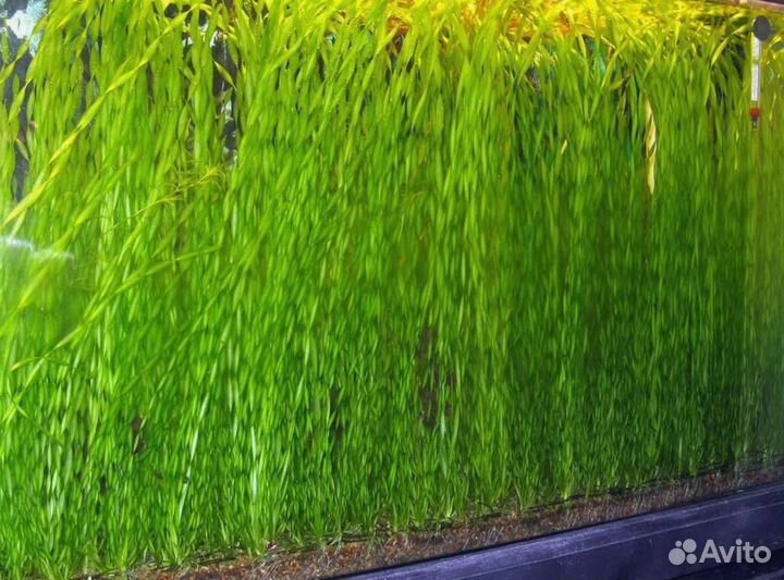 Аквариумное растение