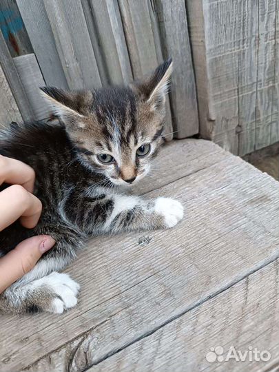 Отдам котят в добрые руки