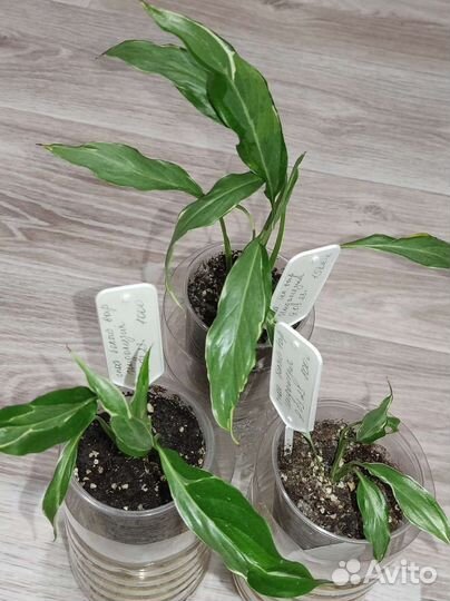 Спатифиллум Индонезия белый вар