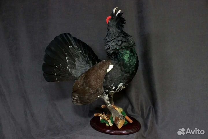 Таксидермия птиц изготовление чучел, трофеев