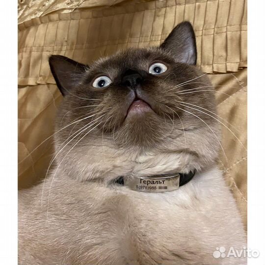 Шотландский котик вязка