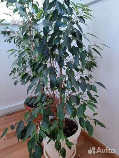Фикус бенджамина пестролистный большой