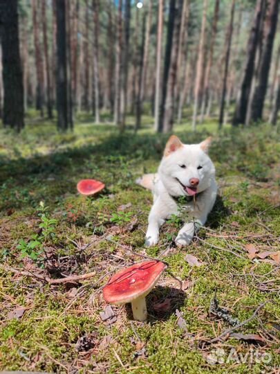 Собака сиба для съемки