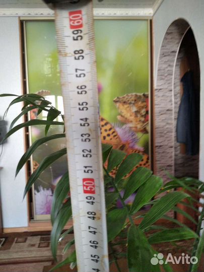 Пальма хамедорея