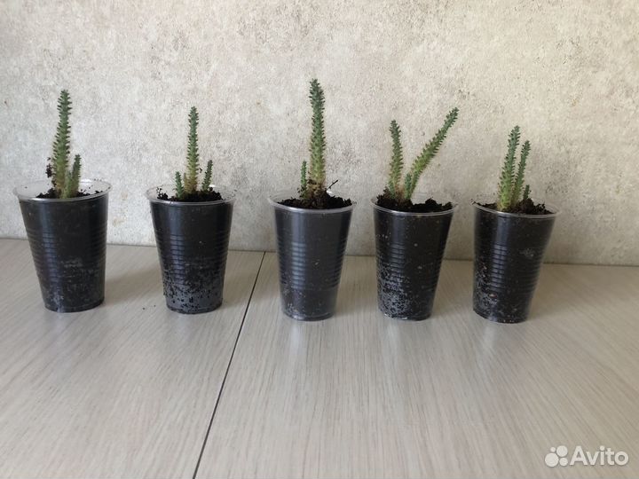 Кактус. Суккуленты. Комнатные цветы