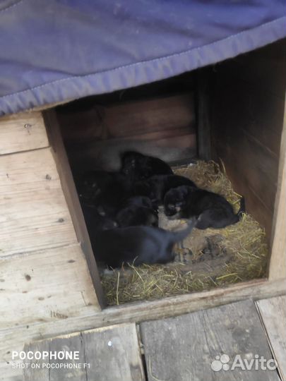 Продам щенков немецкой овчарки
