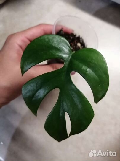 Рафидофора,монстера,Н-джой,неон,педилантус