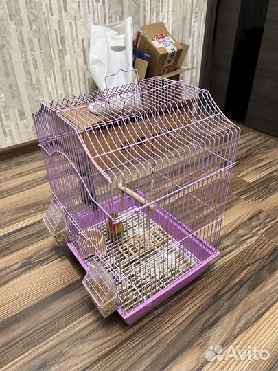 Попугай неразлучник девочка