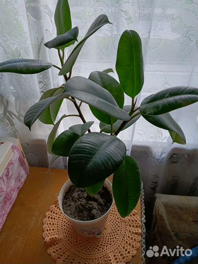 Фикус. Аглаонема Мария