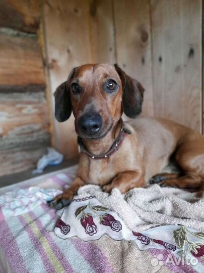 Вязка такса