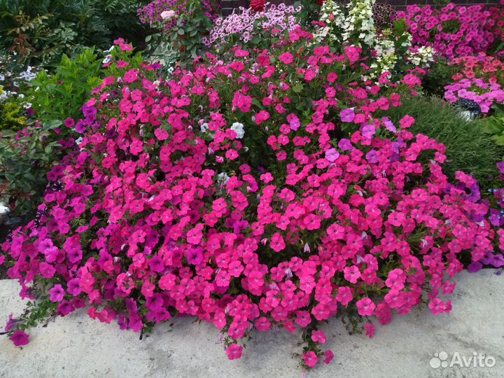 Рассада вегетативной петунии и колибрахоа