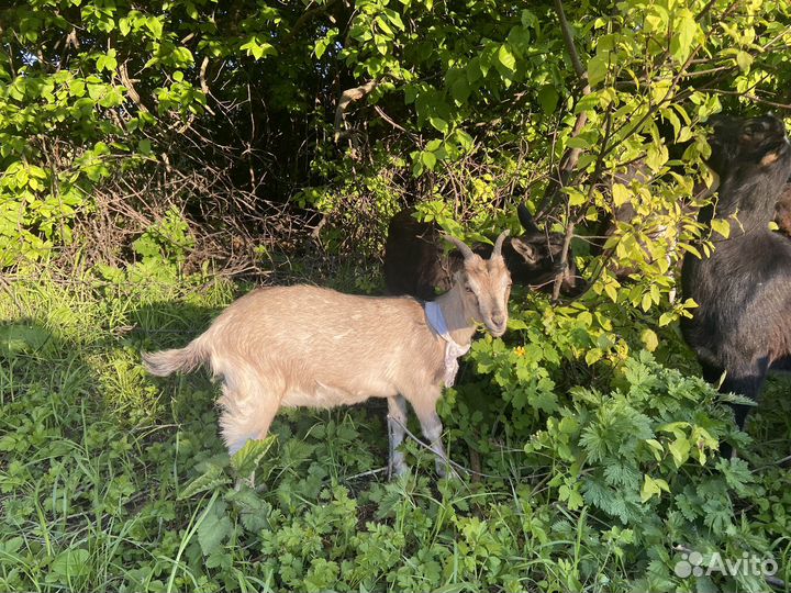 Козлята ламанча