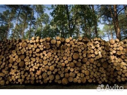 Продажа Леса