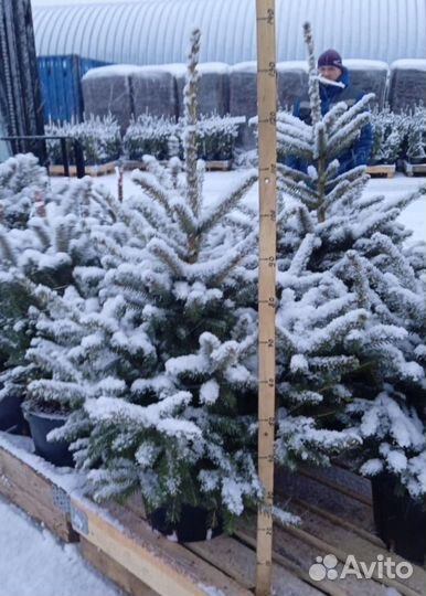 Ель голубая в горшках, оптом
