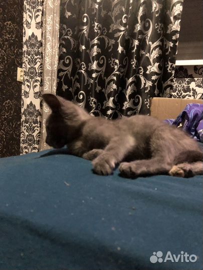 Отдам котенка в добрые руки