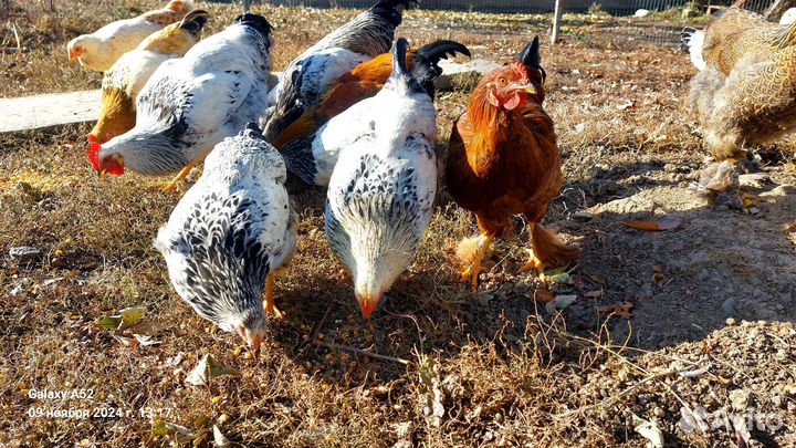 Куры молодки домашние