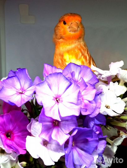 Кенар породистый, канарейки